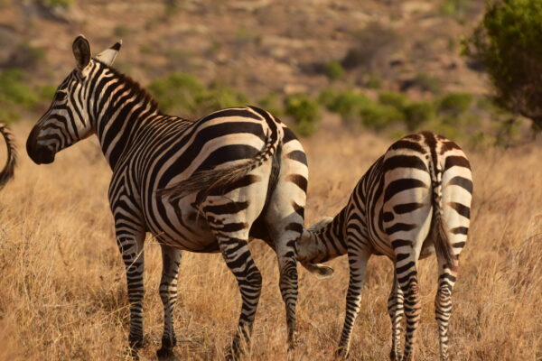 5 Days – Southern Tanzania Highlights Safari