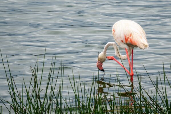 3 Days Short & Sweet Arusha & Tarangire Safari